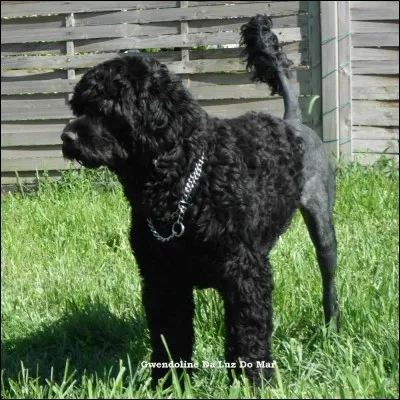 Quelle est la race de ce chien ?