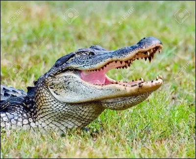 Quel est ce poisson ?