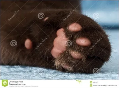 Quel est cet animal ?