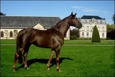 Quel est le nom de cette robe ?