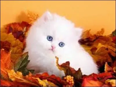 Quelle commune est sise sur l'Adour ?