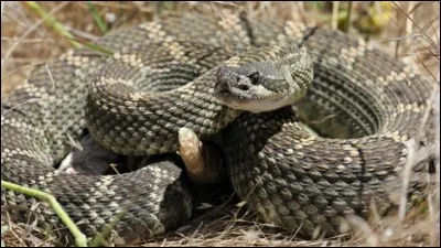 Que peut-on apprendre en comptant le nombre de sonnettes d'un serpent à sonnettes ?