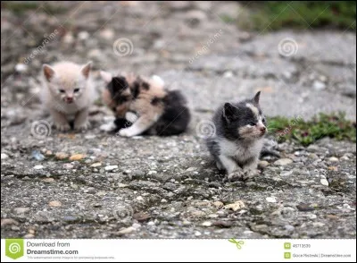 Comment les petits d'Étoile Bleue s'appellent-ils ?