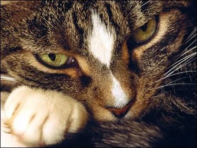 Qui a-t-elle nommé comme lieutenant la première fois ?