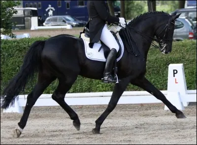 Vous jugez ce concours de dressage, vous mettrez une bonne note à ce couple qui vous présente...