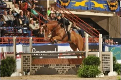 Ce couple ne participe pas à un CSO, ils ont préféré se mesurer aux autres sur des difficultés de conduites et l'élégance de leur style en pratiquant...