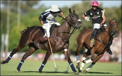 Frapper dans une balle d'une dizaine de cm avec un maillet lancé au grand galop, combien d'heures d'entraînement avant de toucher la balle? Et pour gagner un match...