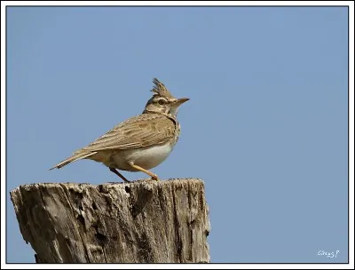 Quel est le nom de cet oiseau ?
