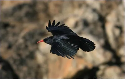 Quel est le nom de cet oiseau ?
