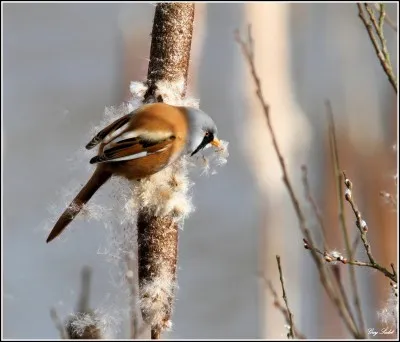 Quel est le nom de cet oiseau ?