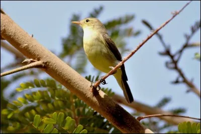 Quel est le nom de cet oiseau ?