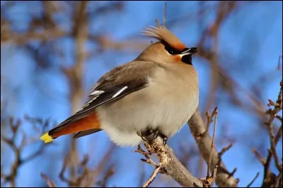 Quel est le nom de cet oiseau ?