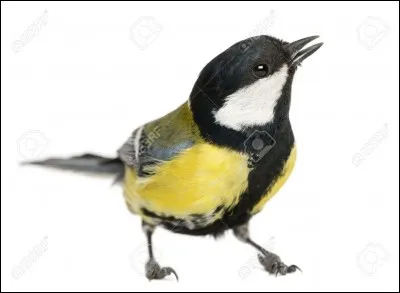 Quel est le nom de cet oiseau ?