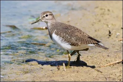 Quel est le nom de cet oiseau ?