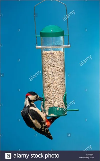 Quel est le nom de cet oiseau ?