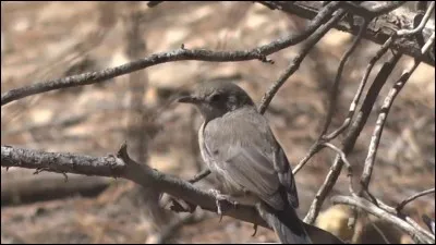 Quel est le nom de cet oiseau ?