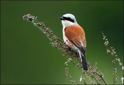 Quel est le nom de cet oiseau ?
