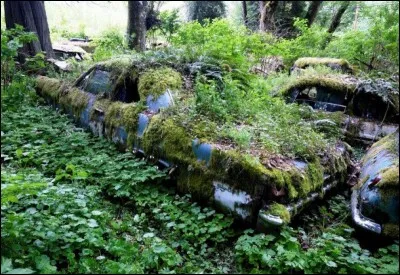 Algue microscopique, responsable de la coloration verte de certaines huîtres !