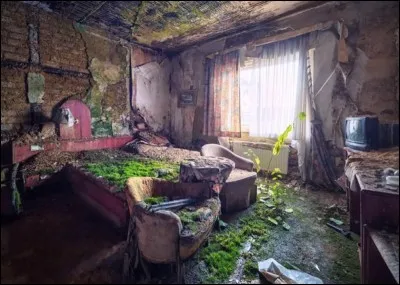 Insecte coléoptère, rouge à l'avant, bleu-vert à l'arrière, vivant sur les corps en décomposition !