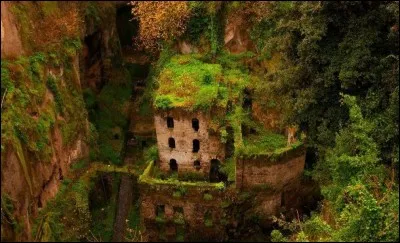 Variété d'érable d'Amérique du Nord !