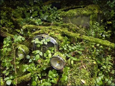 Nom de différentes maladies des céréales !