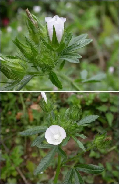 J'ai t photographie  600 mtres d'altitude dans une pelouse broussailleuse du Jura gessien. Qui suis-je ?