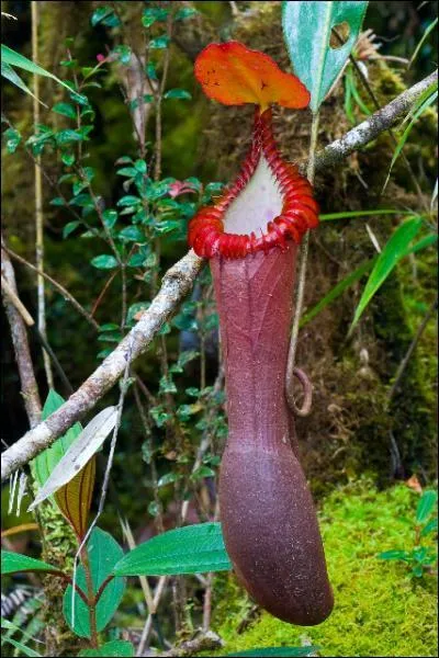 De quelle famille Nepenthaceae est-elle phylogntiquement la plus proche ?