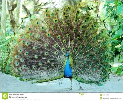 Combien pèse un paon mâle ?