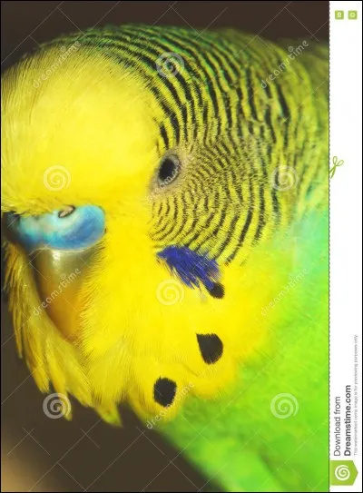 Combien pèse une perruche mâle australienne ?