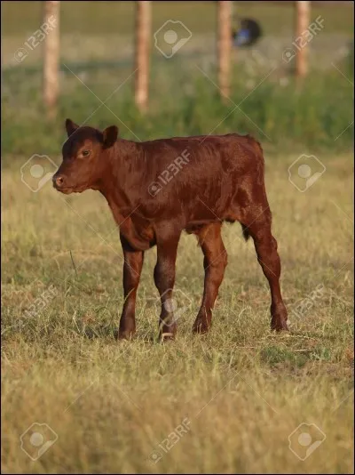 Combien pèse un veau ?