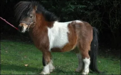 Quelle est la race de cheval la plus petite ?
