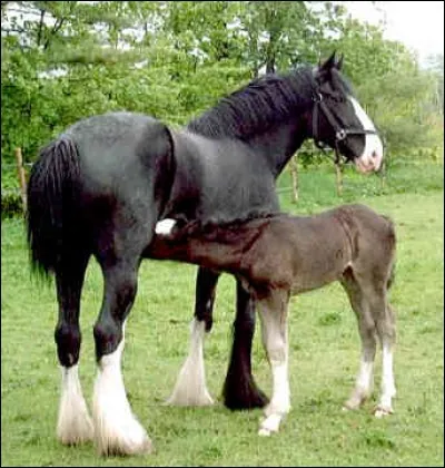 Comment s'appelle le bébé du cheval ?
