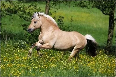 Où mesure-t-on le cheval ?