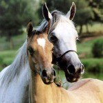 Quiz Galop 1