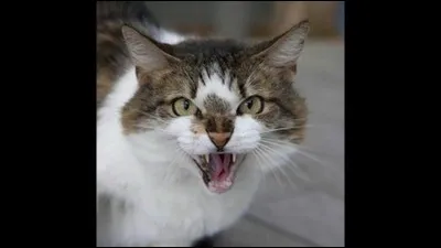 Tu as malheureusement eu un gros accident qui t'empêche de devenir guerrier, comment réagis-tu ?