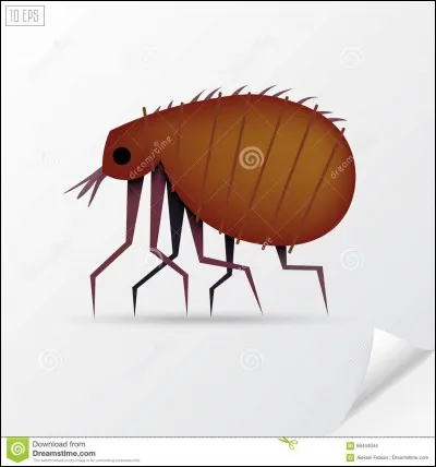 Quel et cet insecte ?