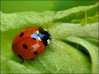 Est-il vrai qu'une coccinelle porte bonheur ?