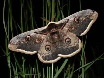Quel est cet insecte ?
