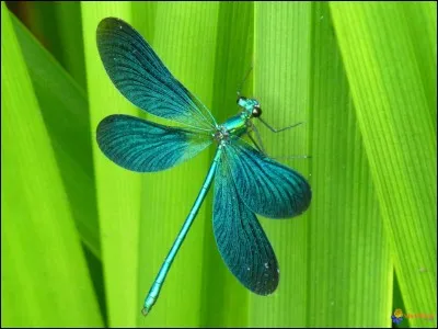 Combien de temps vit une libellule, environ ?
