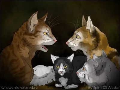 Combien y a-t-il d'anciens ?