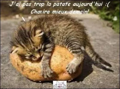 Dans quel film peut-on entendre cette réplique assez culte : "Simon, t'as un bout de pomme de terre sur la joue" ?