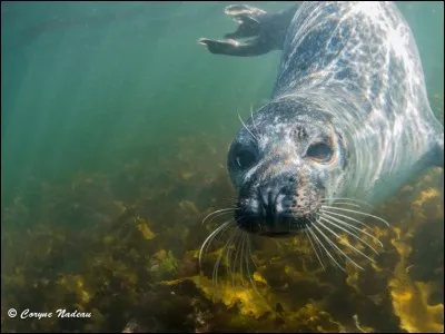 Jusqu'à quelle longueur son corps peut-il aller ?