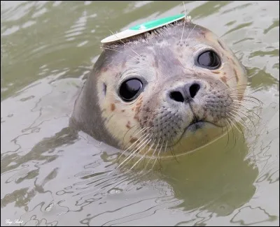 Quelle est leur plus grande menace ?