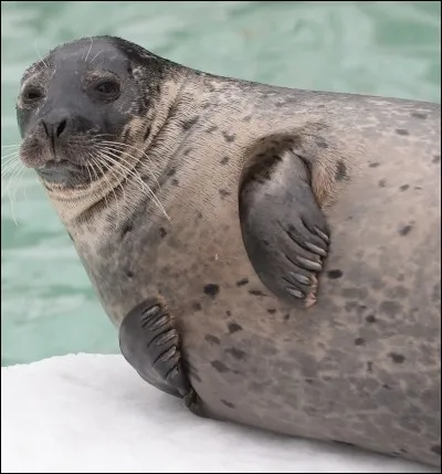 Sur la banquise quel est leur mode de locomotion ?