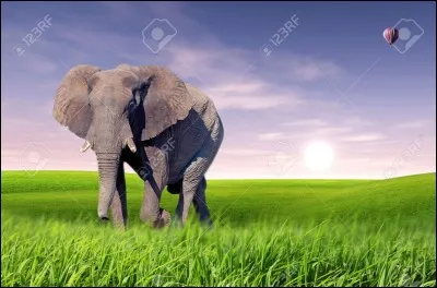 De quelle famille cet éléphant fait-il partie ?