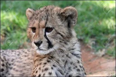 A quelle vitesse cet animal peut-il courir ?