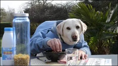 Si tu pouvais te transformer en animal, tu te transformerais en...