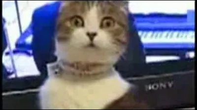 Quel animal trouves-tu le plus bizarre ?