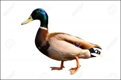 Une marque pour les WC porte le même nom que cet animal.