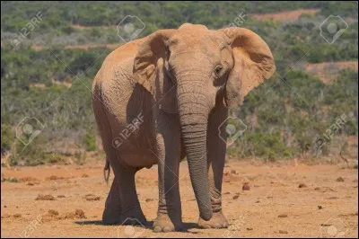 L'éléphant d'Asie a de plus grandes oreilles que celui d'Afrique.